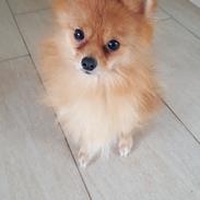 Pomeranian Jimmybrian