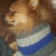 Pomeranian Jimmybrian