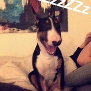 Bullterrier Balder