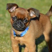 Griffon petit brabancon Karmdal Grandioso