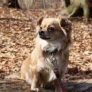Chihuahua Angel