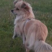 Chihuahua Angel