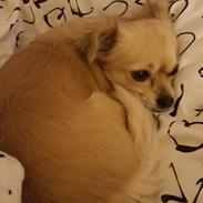 Chihuahua Angel