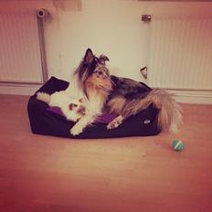 Collie langhåret Rincols Heros a.k.a Eddy