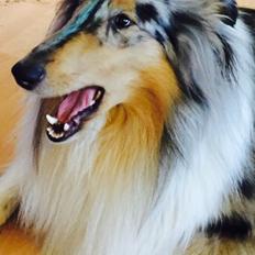 Collie langhåret Rincols Heros a.k.a Eddy