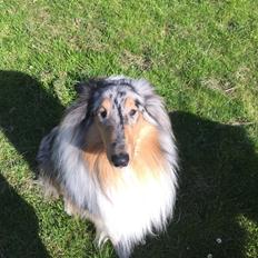 Collie langhåret Rincols Heros a.k.a Eddy