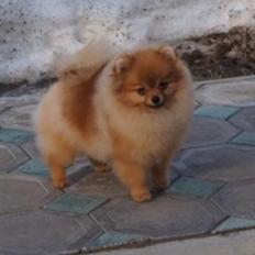 Pomeranian Penny