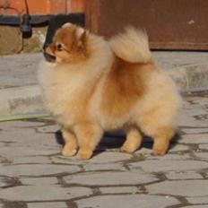 Pomeranian Penny