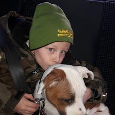 Staffordshire bull terrier Carla 