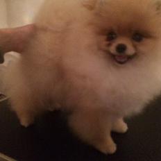 Pomeranian Zoey