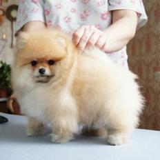 Pomeranian Zoey
