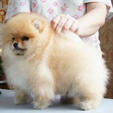 Pomeranian Zoey