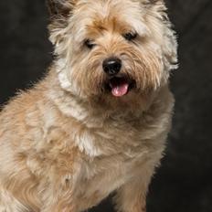 Cairn terrier Ebbe