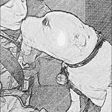 Staffordshire bull terrier Eddy