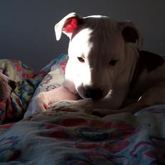 Staffordshire bull terrier Eddy