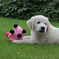 Golden retriever Karma