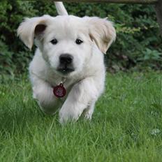 Golden retriever Karma