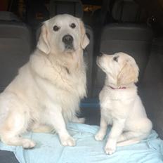 Golden retriever Karma