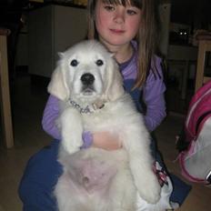 Golden retriever - Kaiser