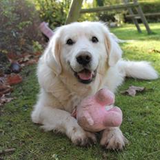 Golden retriever - Kaiser