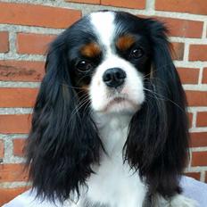 Cavalier king charles spaniel Aya