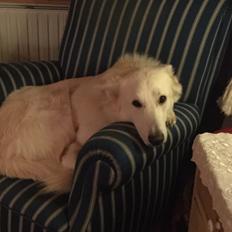 Hvid Schweizisk Hyrdehund Balou