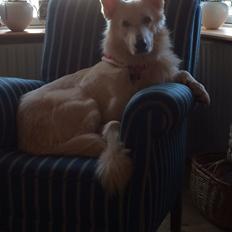 Hvid Schweizisk Hyrdehund Balou