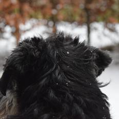 Dvaergschnauzer Nero Argento's Kamillo Gino