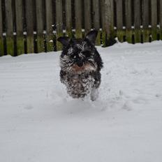 Dvaergschnauzer Nero Argento's Kamillo Gino