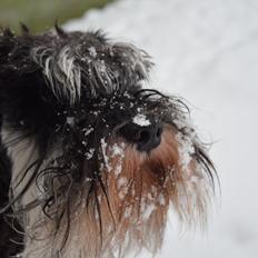 Dvaergschnauzer Nero Argento's Kamillo Gino