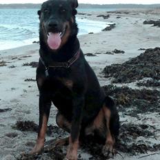 Beauceron Woodt Light Cooper