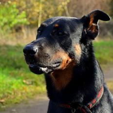 Beauceron Woodt Light Cooper