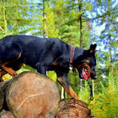 Beauceron Woodt Light Cooper