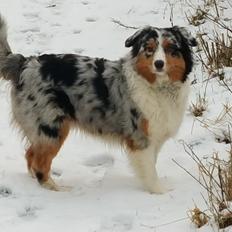 Australian shepherd Shela