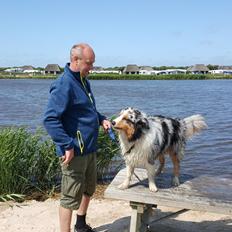 Australian shepherd Shela