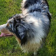 Australian shepherd Shela