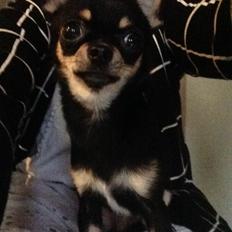 Chihuahua Mini