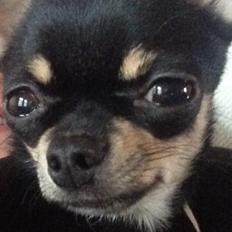 Chihuahua Mini