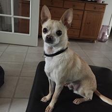 Chihuahua Bailey
