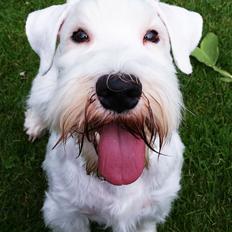 Sealyham terrier Asterix