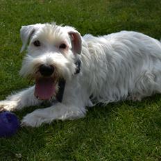 Sealyham terrier Asterix