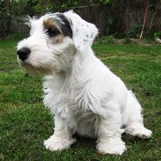 Sealyham terrier Ida