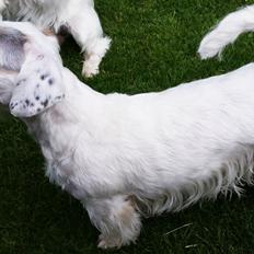 Sealyham terrier Ida