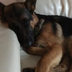 Schæferhund Roager's Onko Balto