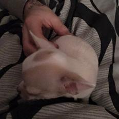 Chihuahua Gucci 