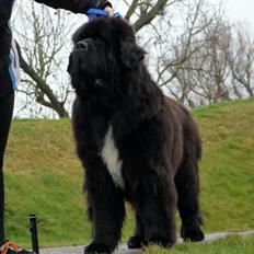 Newfoundlænder La Bella´s Youngster