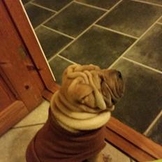 Shar pei Raffy