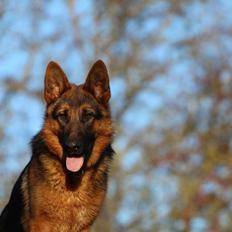 Schæferhund House dalbygaard joy