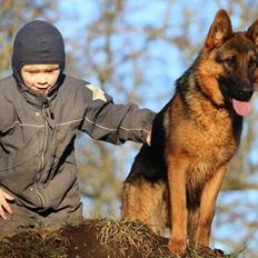 Schæferhund House dalbygaard joy