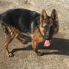 Schæferhund House dalbygaard joy